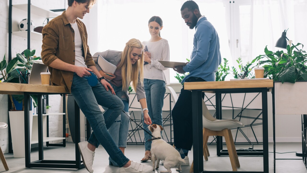 Pets-in-the-office-aspect-ratio-3840-2160